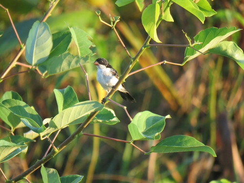 White-bellied Seedeater (Bicolored)