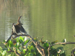 Anhinga anhinga