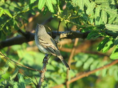 Serpophaga griseicapilla