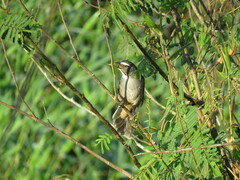 Saltator coerulescens