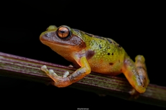Koadaikanal Bush Frog photo 2