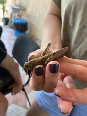 Anacridium aegyptium