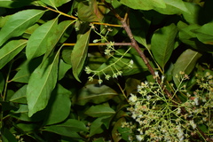 Elaeocarpus glabripetalus