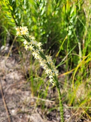 Struthiola confusa