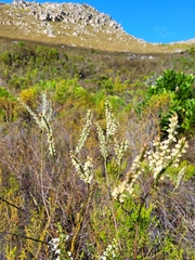 Struthiola confusa