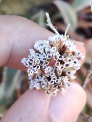 Limonium ovalifolium