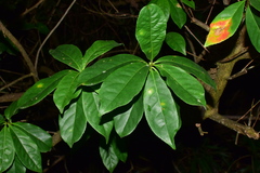 Elaeocarpus glabripetalus