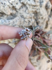 Limonium ovalifolium