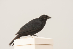 Ptiloxena atroviolacea