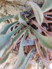Limonium ovalifolium