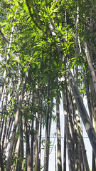 Dendrocalamus giganteus