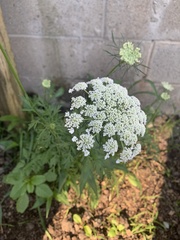 Daucus carota