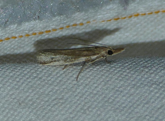 Pima albiplagiatella