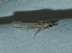 Pima albiplagiatella
