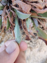 Limonium ovalifolium