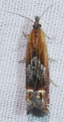 Eucosma corculana