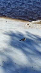 Chroicocephalus ridibundus