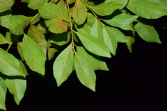 Elaeocarpus glabripetalus