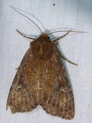 Apamea scoparia