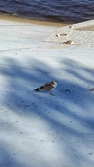 Chroicocephalus ridibundus