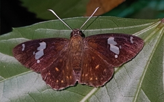 Celaenorrhinus putra