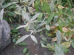 Erysiphe pisi