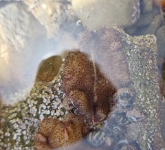 Thysanozoon brocchii