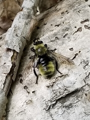 Laphria posticata