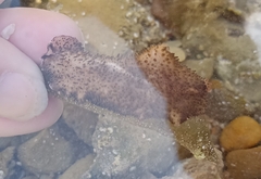 Thysanozoon brocchii