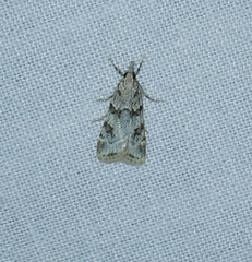 Scoparia palloralis