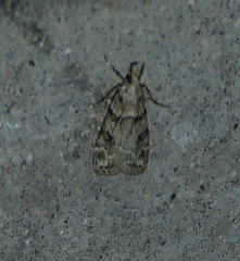 Scoparia palloralis