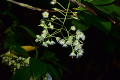 Elaeocarpus glabripetalus