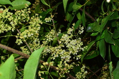 Elaeocarpus glabripetalus