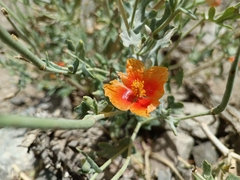 Glaucium