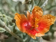 Glaucium