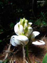 Govenia liliacea