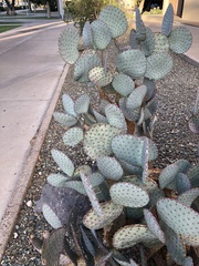 Opuntia