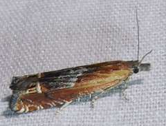 Eucosma corculana