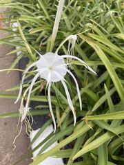 Hymenocallis