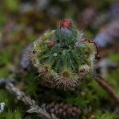 Drosera citrina