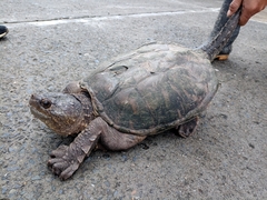 Chelydra acutirostris