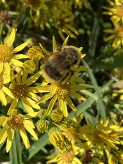 Bombus jonellus