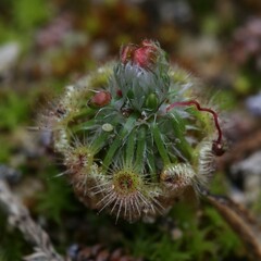 Drosera citrina