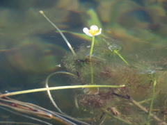 Ludwigia adscendens diffusa