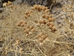 Prangos uloptera