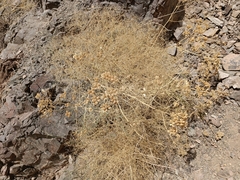Prangos uloptera