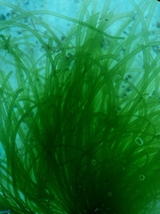 Ulva compressa