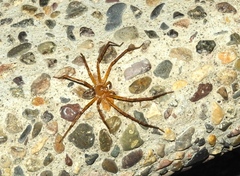 Curicaberis culiacan