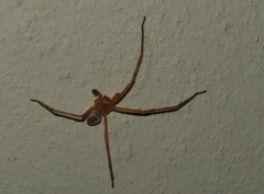 Curicaberis culiacan