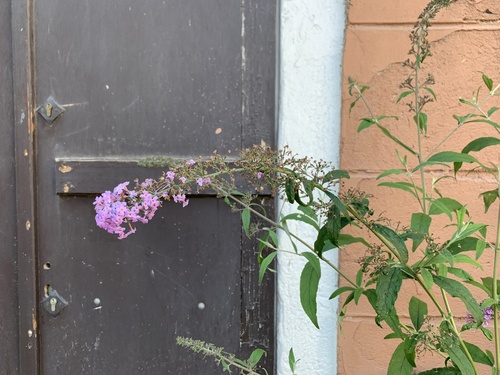 Another photo of Butterfly Bush
